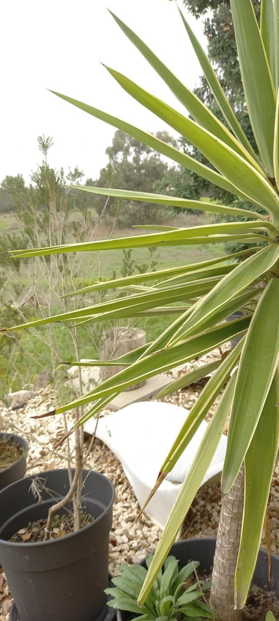 Monte Da Urze Aljezur - Agroturismo Εξωτερικό φωτογραφία