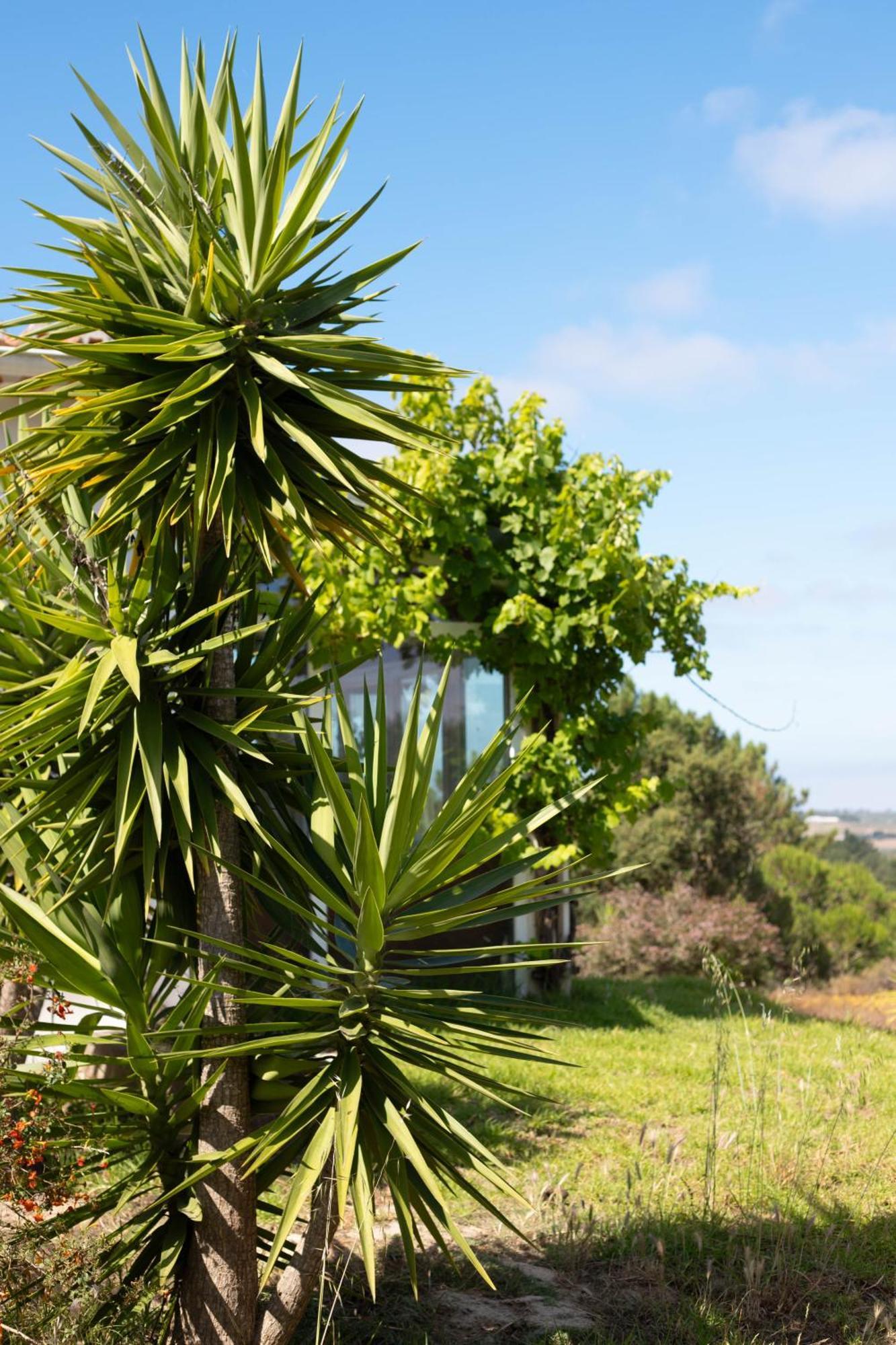 Monte Da Urze Aljezur - Agroturismo Εξωτερικό φωτογραφία
